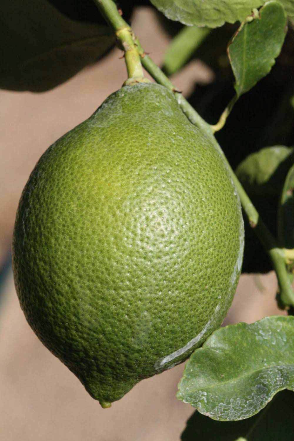            Immature fruit (Riverside, CA)   